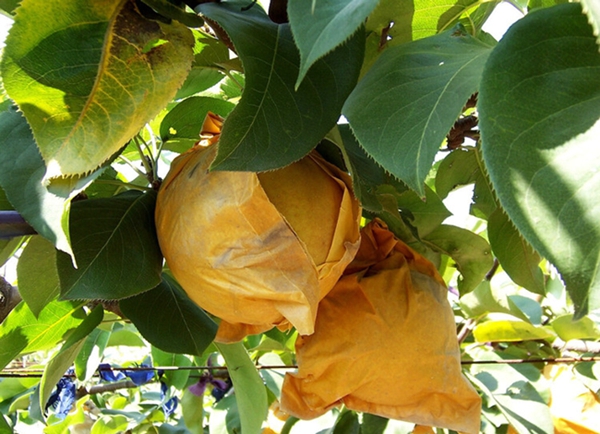 小鳥(niǎo)愛(ài)吃櫻桃、桑葚……趕鳥(niǎo)神器看這里~~~