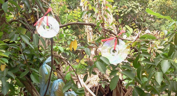 小鳥(niǎo)愛(ài)吃櫻桃、桑葚……趕鳥(niǎo)神器看這里~~~
