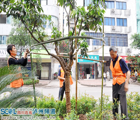 瀘州:重栽更重管 合江縣城荔枝樹穿上遮陽網(wǎng)