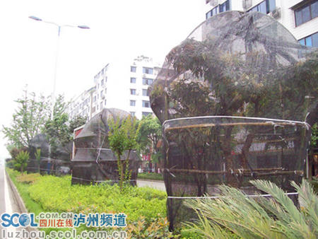 瀘州：重栽更重管 合江縣城荔枝樹穿上遮陽網(wǎng)